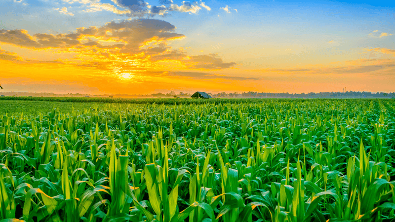 Rows of young corn in a farm field at sunset